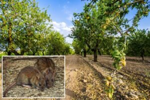 0M in losses projected for California as almond farms overrun with nut-hungry rats