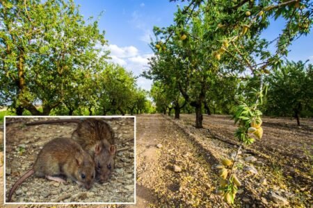 0M in losses projected for California as almond farms overrun with nut-hungry rats