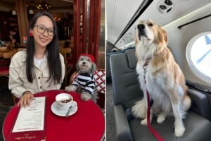 New Yorkers are taking their dogs everywhere — or going nowhere