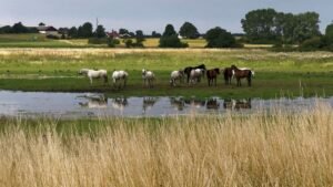 Renaturalisation of wetlands slows global warming and species decline Renaturalisation of wetlands slows global warming and species decline
