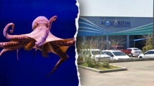 Octopus latches onto 6-year-old boy, refusing to release, mother says, showing footage of the child’s injuries