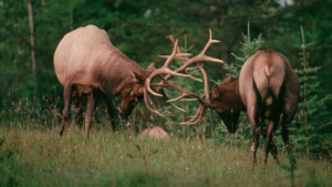 Massive Bull Elk Engage In Roadside Brawl In Colorado: WATCH Massive Bull Elk Engage In Roadside Brawl In Colorado: WATCH