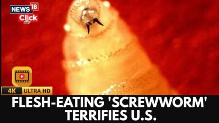 Deadly Flesh-Eating Screwworm Found Infecting Person In Us For First Time In Years | US News | N18G