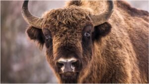 Man Risks His Life Taunting Massive Bison, Video Footage Is Shocking: WATCH Man Risks His Life Taunting Massive Bison, Video Footage Is Shocking: WATCH