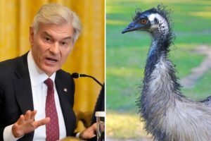 Dr. Oz urges Canada to toss aside court ruling to save the ostriches: ‘Maybe they’ve got secrets’ Dr. Oz urges Canada to toss aside court ruling to save the ostriches: ‘Maybe they’ve got secrets’