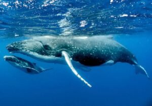 Whales Are Moving These Altcoins to Exchanges in Large Quantities – Here’s the List