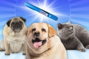 Fido get fat? Ozempic for dogs could hit the market in three years Fido get fat? Ozempic for dogs could hit the market in three years