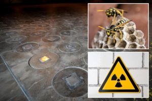 Radioactive wasp nests at South Carolina nuclear weapons site raise worries about possible contamination, leaks Radioactive wasp nests at South Carolina nuclear weapons site raise worries about possible contamination, leaks