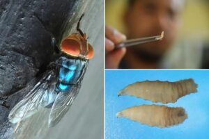What to know about screwworm amid US human case of flesh-eating parasite What to know about screwworm amid US human case of flesh-eating parasite