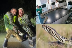 Florida man catches 87 invasive pythons in a month, awarded K through state incentive system Florida man catches 87 invasive pythons in a month, awarded K through state incentive system