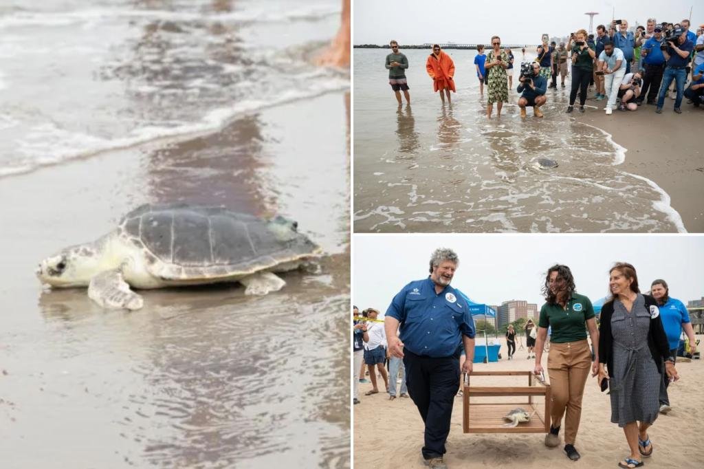 Endangered sea turtle named Elton released back into Atlantic from NYC beach Endangered sea turtle named Elton released back into Atlantic from NYC beach