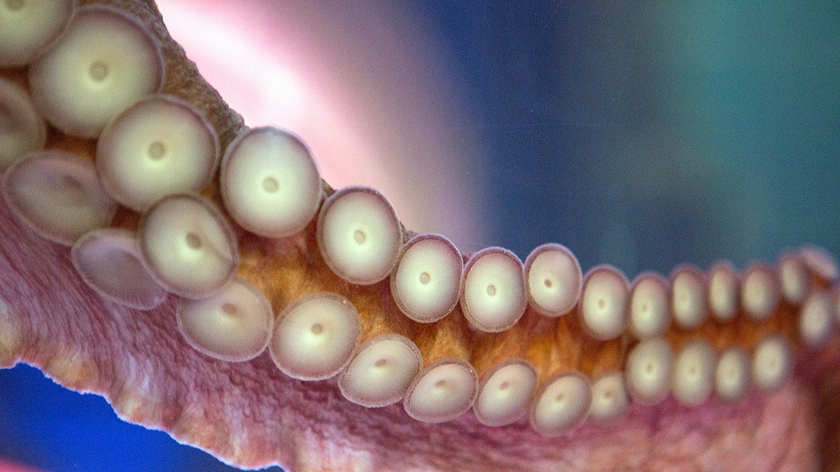 Suction cups on an octopus