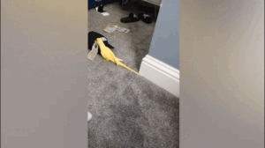 Parrot helps law enforcement uncover drug trafficking ring, leading to major bust Parrot helps law enforcement uncover drug trafficking ring, leading to major bust