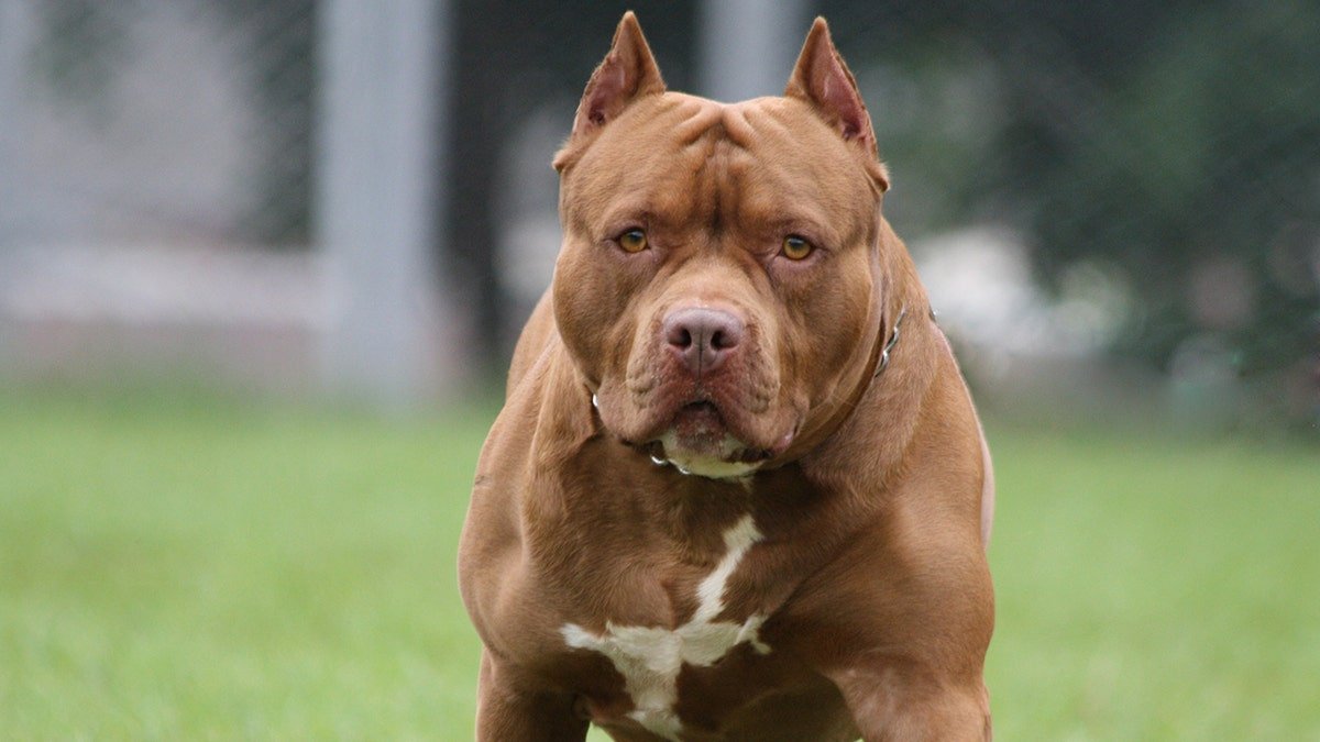 Pitbull Dog, Photo took in Heredia Costa Rica