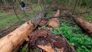 Sweden and Finland move to safeguard bioenergy production Sweden and Finland move to safeguard bioenergy production
