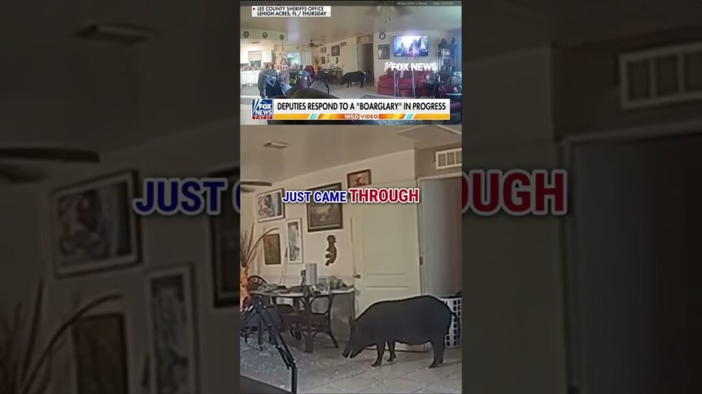 ‘BOAR-GLARY’: Florida deputies chase down wild boar that invaded home #foxnews #news #shorts ‘BOAR-GLARY’: Florida deputies chase down wild boar that invaded home #foxnews #news #shorts