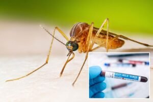 West Nile virus cases intensely rising 40% higher than normal this year West Nile virus cases intensely rising 40% higher than normal this year