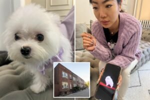 Exclusive | The Post goes undercover: Queens pet store selling Asian-bred pups for up to K despite NY sale ban