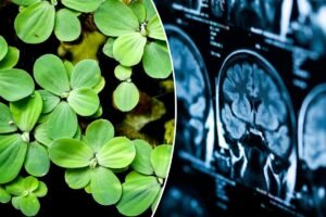 Southeast Asians call this plant a ‘vegetarian meatball’ for having so much protein — it can keep your brain young, too