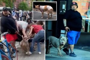 Owner of vicious pit bulls with long history of attacks ordered to turn dogs over to NYC for potential euthanasia Owner of vicious pit bulls with long history of attacks ordered to turn dogs over to NYC for potential euthanasia