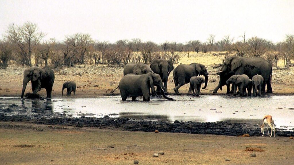 EU lawmakers plead UN body to go hard on wildlife trafficking by 2030