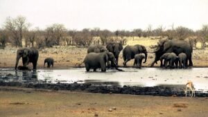 EU lawmakers plead UN body to go hard on wildlife trafficking by 2030
