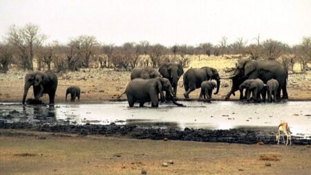 EU lawmakers plead UN body to go hard on wildlife trafficking by 2030