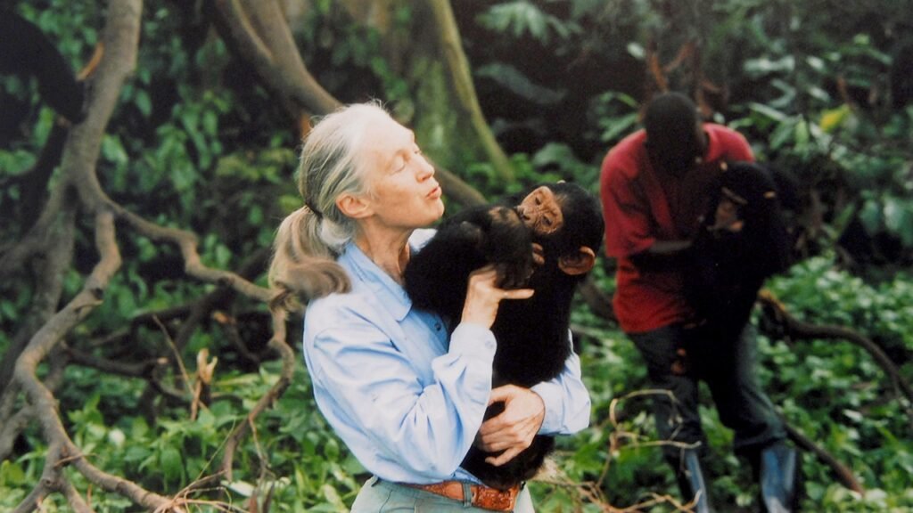 Jane Goodall, pioneer who discovered chimpanzees use tools, dead at 91 during U.S. tour Jane Goodall, pioneer who discovered chimpanzees use tools, dead at 91 during U.S. tour