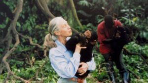 Jane Goodall, pioneer who discovered chimpanzees use tools, dead at 91 during U.S. tour Jane Goodall, pioneer who discovered chimpanzees use tools, dead at 91 during U.S. tour