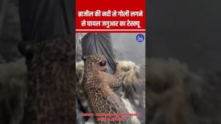 ब्राजील की नदी से गोली लगने से घायल जगुआर का रेस्क्यू #Brazil #Jaguar #Rescue