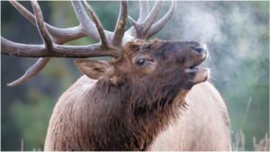 Massive Elk Storm Football Field During Practice In Wild Video: WATCH