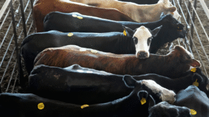 Trump admin eyes Argentine beef imports as domestic prices soar to record highs
