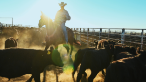 Trump’s beef import plan ignores key issue squeezing American cattle ranchers