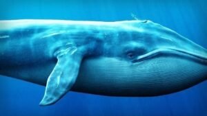 The Big Whale Has Gone All In: Accelerating Heavy Buying in This Altcoin The Big Whale Has Gone All In: Accelerating Heavy Buying in This Altcoin