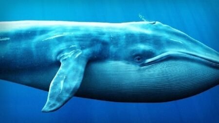 The Big Whale Has Gone All In: Accelerating Heavy Buying in This Altcoin The Big Whale Has Gone All In: Accelerating Heavy Buying in This Altcoin