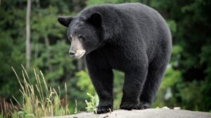 Wild bear makes ‘very polite’ surprise visit to California zoo before returning to forest Wild bear makes ‘very polite’ surprise visit to California zoo before returning to forest