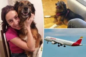 Pets only count as baggage, EU court rules after distraught plane passenger’s beloved dog goes missing in transit