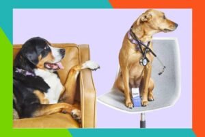We found the best CBD chews, oils, treats more —plus vet-approved tips