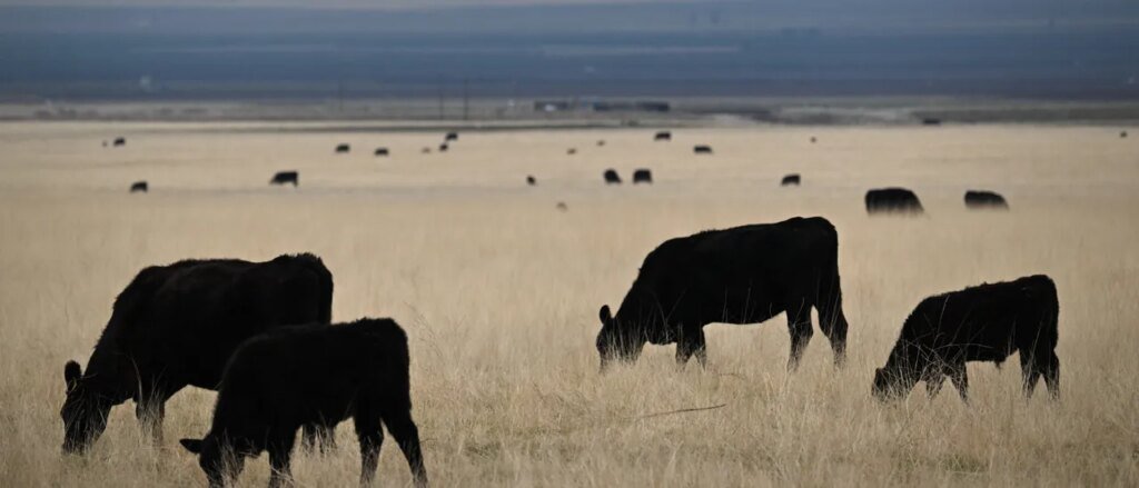 Cattle Farmers Beefing With Trump Administration Over Argentinian Imports Cattle Farmers Beefing With Trump Administration Over Argentinian Imports