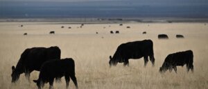 Cattle Farmers Beefing With Trump Administration Over Argentinian Imports