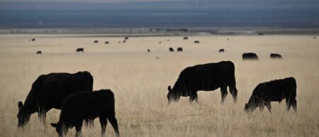 Cattle Farmers Beefing With Trump Administration Over Argentinian Imports Cattle Farmers Beefing With Trump Administration Over Argentinian Imports