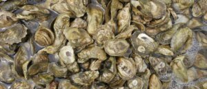Bernie-Backed Oyster Farming Democrat Once Had ‘Antifa Supersoldier’ Label On His ‘Armor’: REPORT