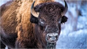 Majestic Video Shows Bison Covered In Snow During Blizzard: WATCH