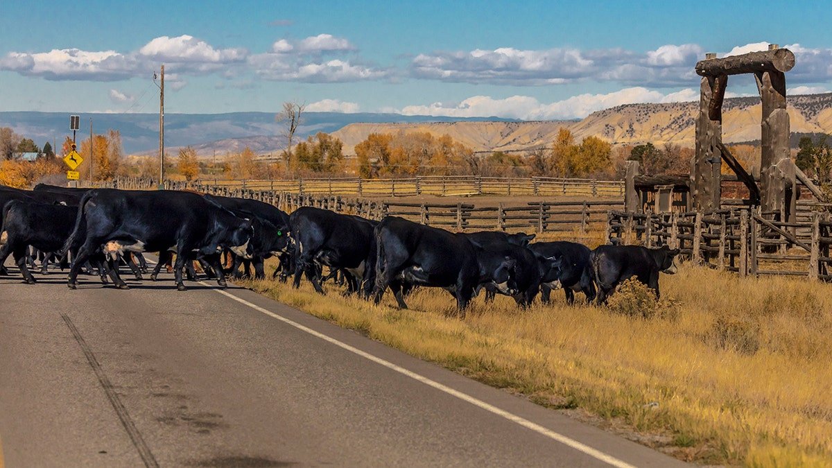cattle crossing a highway