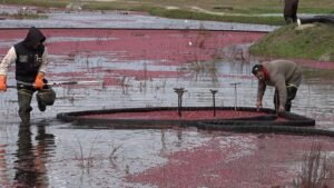 Rising production costs push cranberry farmers to retire bogs