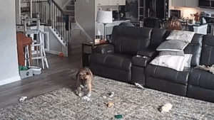 Fire chief’s dog escapes unharmed after chewing on lithium-ion battery, sparking house fire
