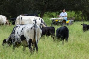 Rollins Hints ‘Pretty Big Package’ Is in the Works for US Beef Producers