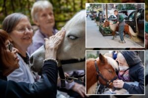 Adorable mini horses are helping NYC’s elderly with depression, loneliness — and even dementia