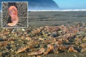 Sea cucumbers wash ashore by the thousands in coastal Oregon town