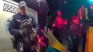 Dramatic video shows NYPD officers rescuing a missing dog named Moose from beneath a Manhattan subway train Dramatic video shows NYPD officers rescuing a missing dog named Moose from beneath a Manhattan subway train